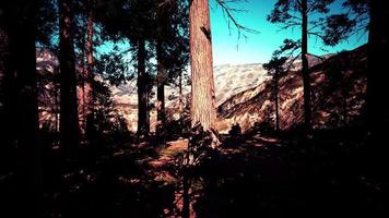sequoia no parque nacional de yosemite