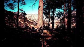 Giant sequoia trees towering above the ground in Sequoia National Park video