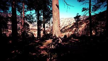 sequoias gigantes ou sequoias sierra crescendo na floresta video
