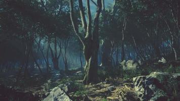 assustador místico magia profunda floresta video