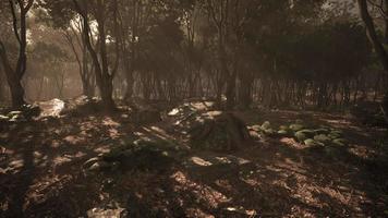 espeluznante místico mágico bosque profundo video