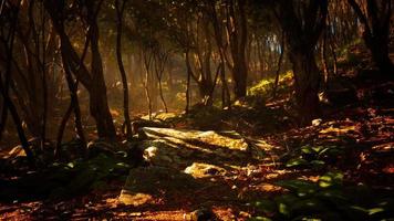 läskig mystisk magi djup skog video
