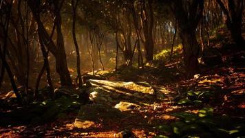 foresta profonda di magia mistica raccapricciante video