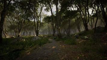 Nebliger Morgen im Wald mit Lichtstrahlen im Wald video