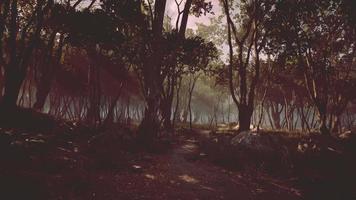 bosque encantado en luz mágica video