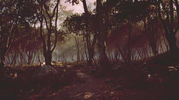 Nebliger Morgen im Wald mit Lichtstrahlen im Wald video