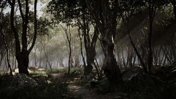 manhã nublada na floresta com raios de luz na floresta video