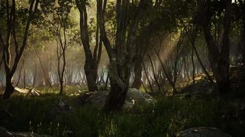 Nebliger Morgen im Wald mit Lichtstrahlen im Wald video