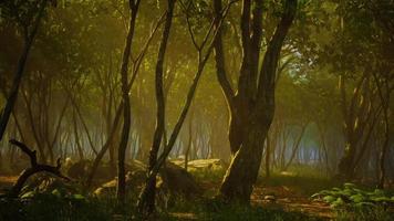 espeluznante místico mágico bosque profundo video