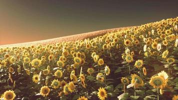 zonnebloemveld bij de dramatische zonsondergang video