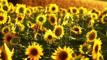 champ de tournesols en fleurs sur fond de coucher de soleil video