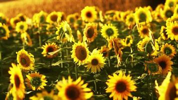 campo de girasoles en la espectacular puesta de sol video