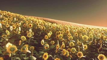 veld van bloeiende zonnebloemen op een achtergrond zonsondergang video