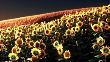 zonnebloemvelden in warm avondlicht video