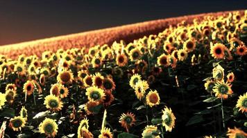 campo de girasoles en la espectacular puesta de sol video