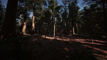 sequoiaboom in het nationale park Yosemite video
