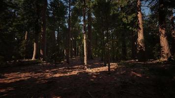Giant sequoia trees towering above the ground in Sequoia National Park video