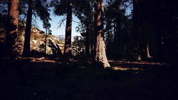 sequoia tree i Yosemite nationalpark video