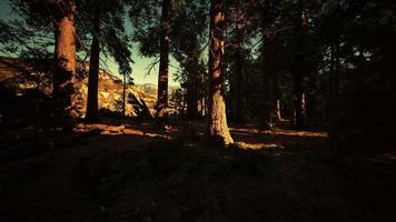 alberi di sequoie giganti o sequoie sierran che crescono nella foresta video