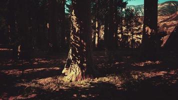 escala das sequoias gigantes do parque nacional das sequoias