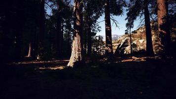 Giant sequoia trees towering above the ground in Sequoia National Park video