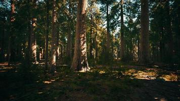 Giant sequoia trees towering above the ground in Sequoia National Park video