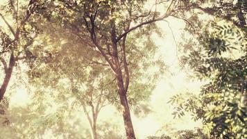 kleurrijk mystiek bos met zonnestraal en lensflare in de ochtend video