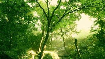 vacker grön skogsglänta i ett ljus av solen video