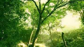 colorido bosque místico con rayos de sol y destello de lente por la mañana video