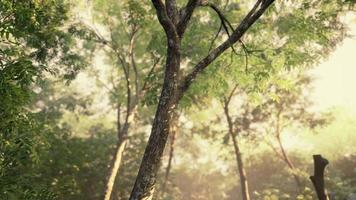 colorido bosque místico con rayos de sol y destello de lente por la mañana