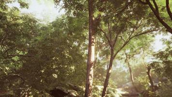 colorido bosque místico con rayos de sol y destello de lente por la mañana
