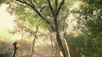 Spätsommer Sonnenlicht bricht durch die Bäume video