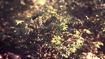 forêt mystique colorée avec rayon de soleil et lumière parasite le matin video