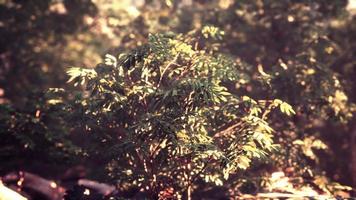 bela clareira da floresta verde em uma luz do sol video