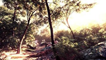 Colorful mystical forest with sun ray and lens flare at morning video