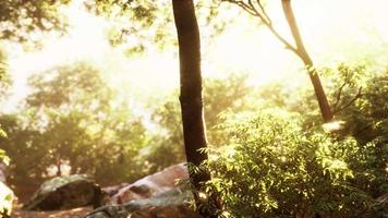 Colorful mystical forest with sun ray and lens flare at morning