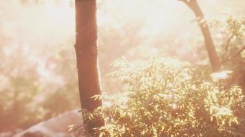 floresta mística colorida com raio de sol e reflexo de lente na manhã