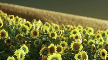 field of blooming sunflowers on a background sunset video