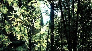 Bambuswald in Südchina