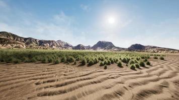 Flat desert with bush and grass video