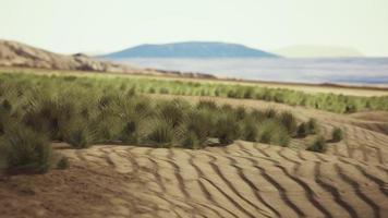 Flat desert with bush and grass video