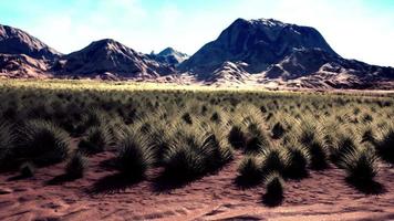 Flat desert with bush and grass video