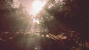 río en bosque misterioso con niebla video