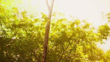 belle clairière de forêt verte à la lumière du soleil