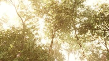 la lumière du soleil de fin d'été perce les arbres video