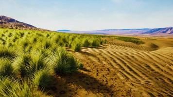 deserto plano com arbusto e grama video