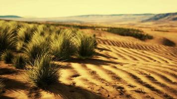 Flat desert with bush and grass video