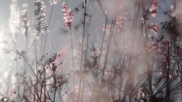 vue défocalisée des fleurs sauvages sèches et de l'herbe en hiver ou des prairies printanières dans les rayons dorés brillants du soleil. lever de soleil dans le pré. fond de nature abstraite video