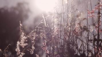 vista sfocata di fiori di campo secchi ed erba nei prati invernali o primaverili sotto i luminosi raggi dorati del sole. alba nel prato. sfondo astratto della natura video