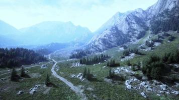 vista a volo d'uccello della strada che corre attraverso splendidi boschi di pini verdi video